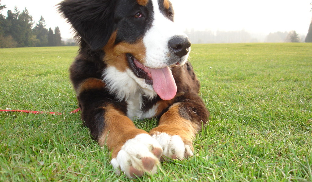Смешной щенок бернской пастушьей собаки