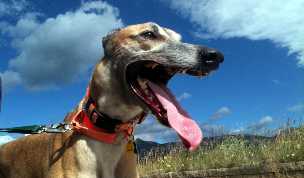 Грейхаунд в итальянских полях