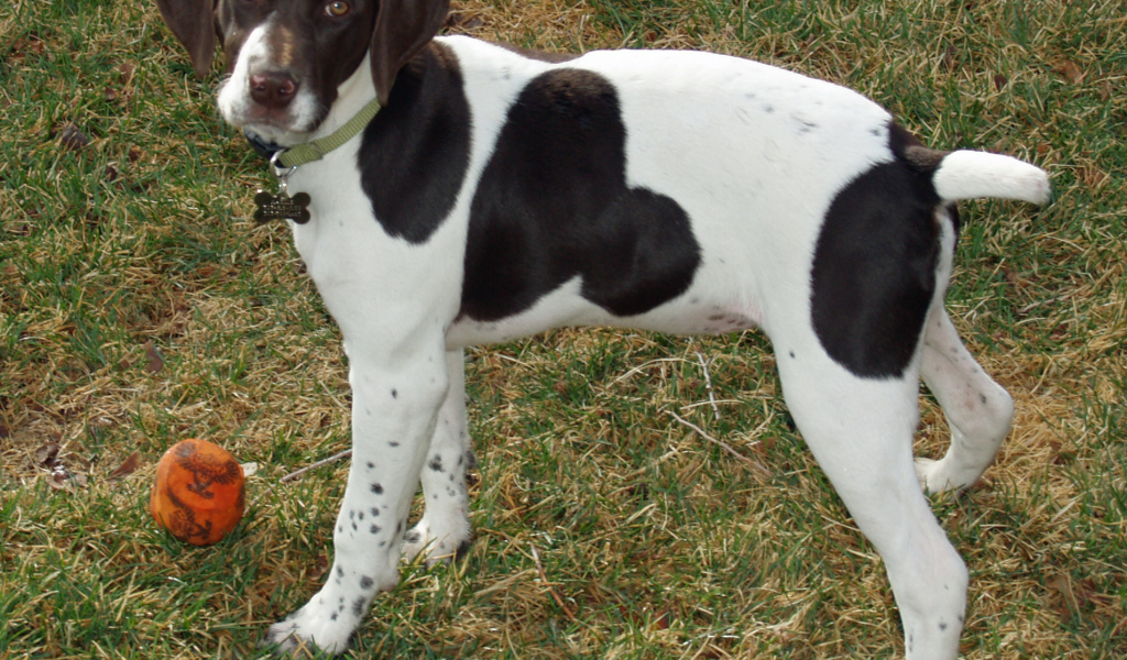 Немецкий Пойнтер играет в саду