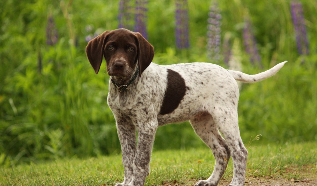 Немецкий щенок Пойнтер в лесу