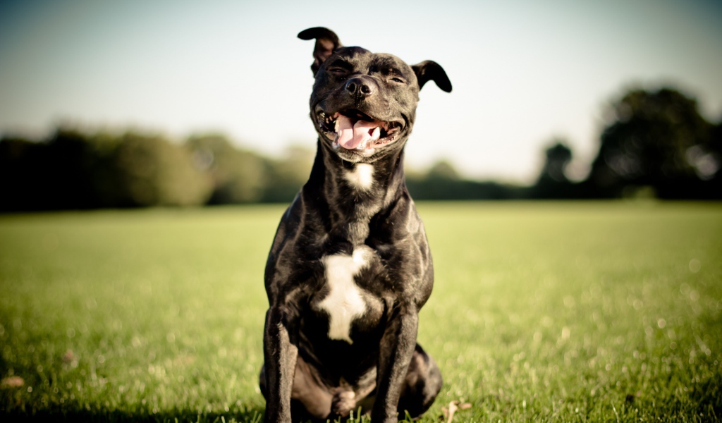 Довольный питбуль на траве