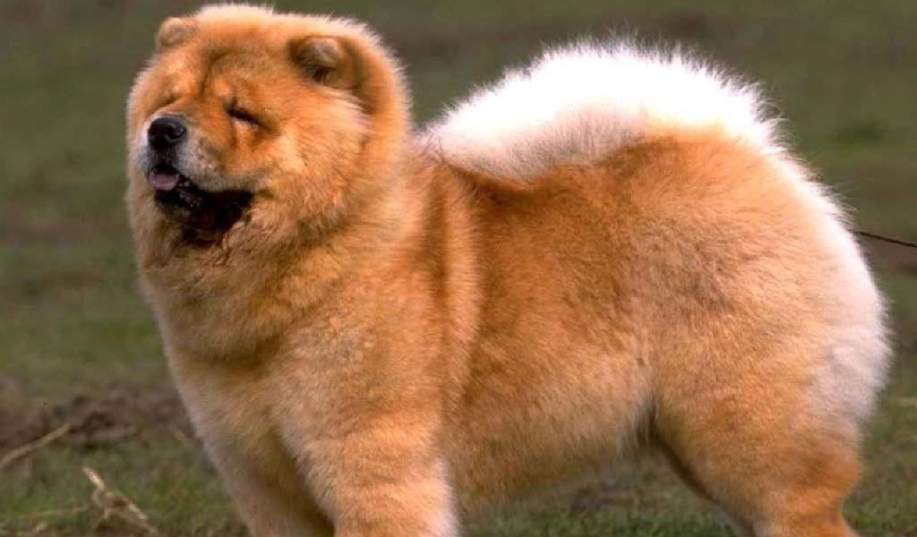 Золотой чау-чау