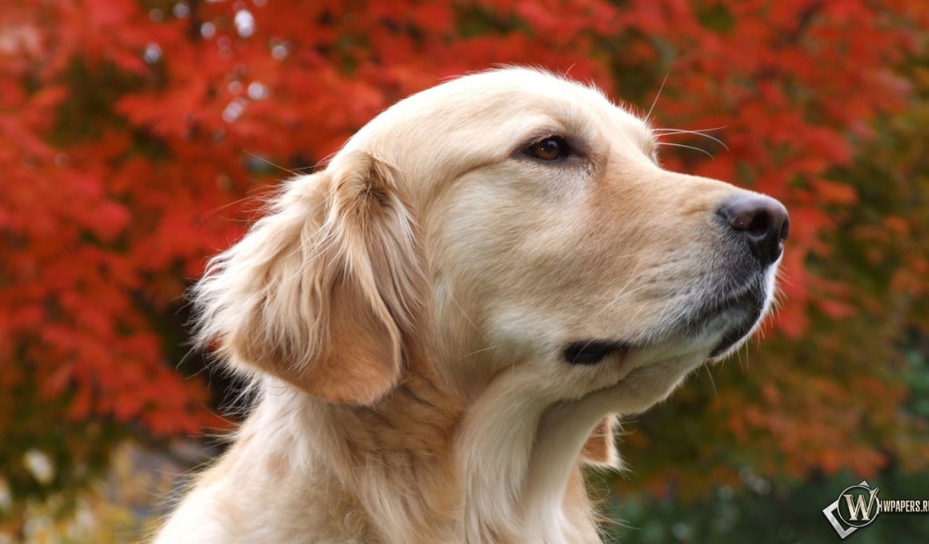 Золотой терьер и осенние дерево