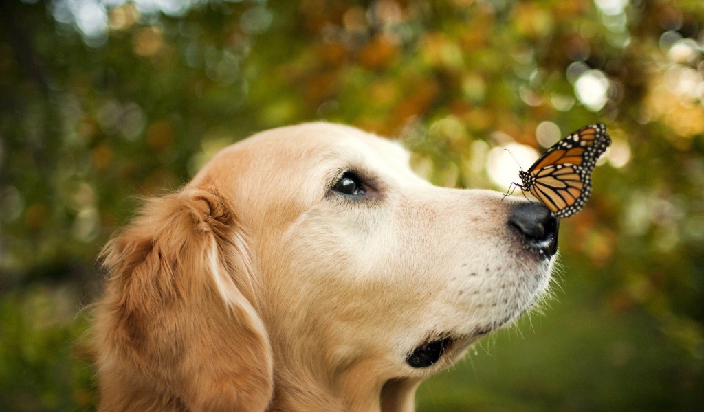 Золотой терьер и бабочка