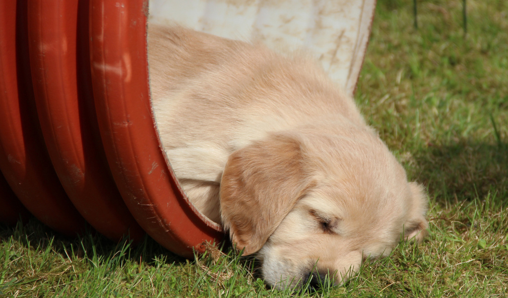 Золотой терьер в бочке