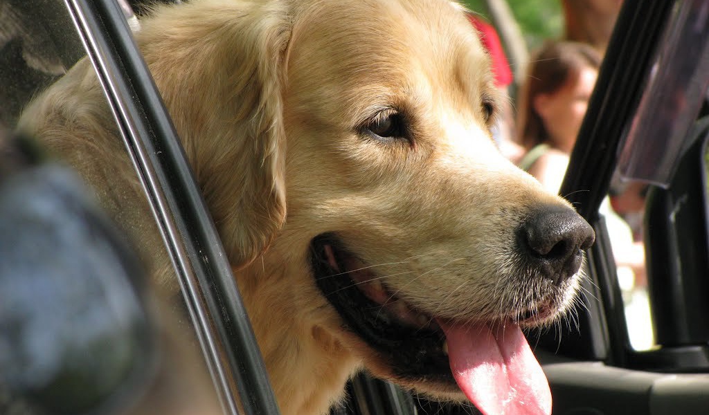 Золотой терьер в машине