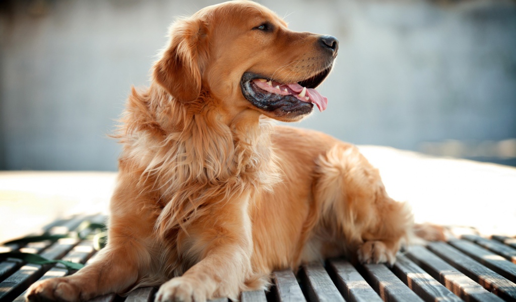 Золотой терьер лежит на скамейке