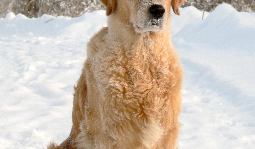 Golden terrier is sitting on the snow in the forest