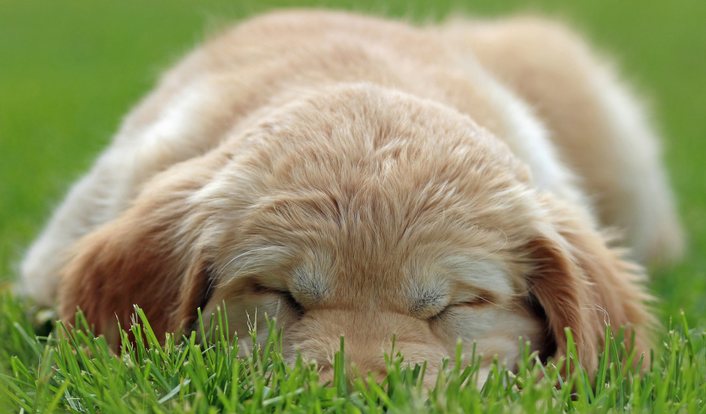 Золотой терьер спит на траве