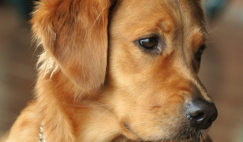 Golden terrier looks interested