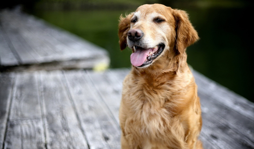 Золотой терьер на мосту