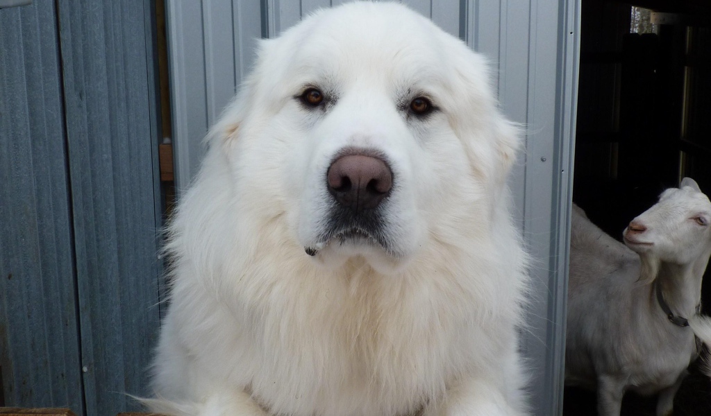 Большая пиренейская собака и коза