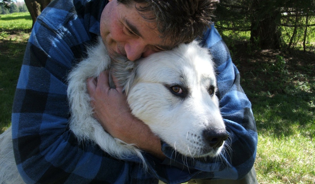 Большая пиренейская собака и любящий хозяин