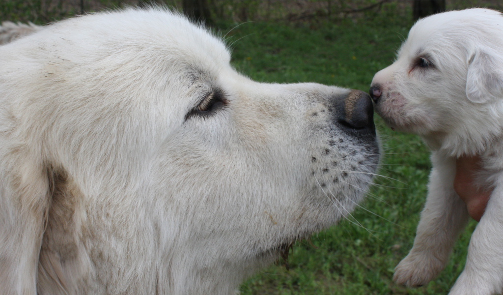 Большая пиренейская собака и щенок