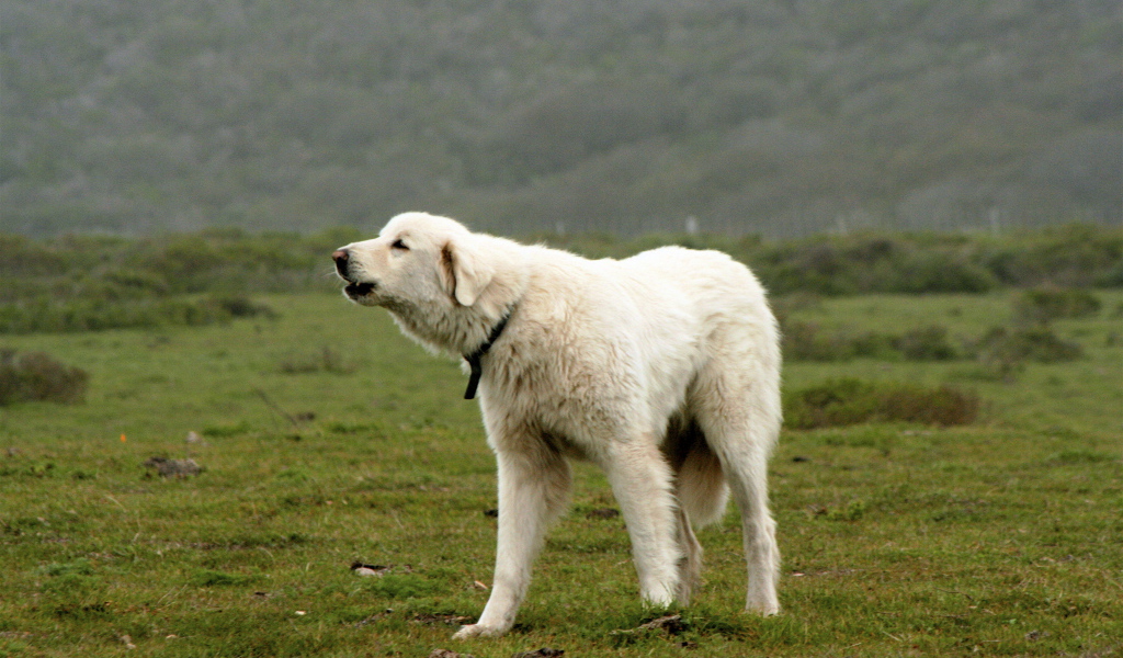 Большая пиренейская собака лает в поле