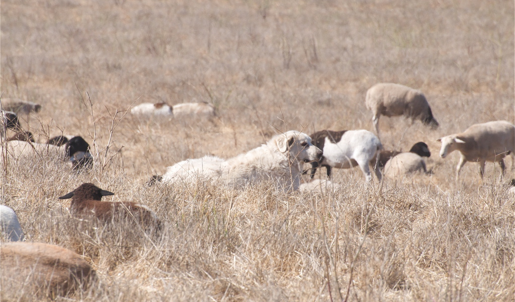 Большая пиренейская собака пасёт скот