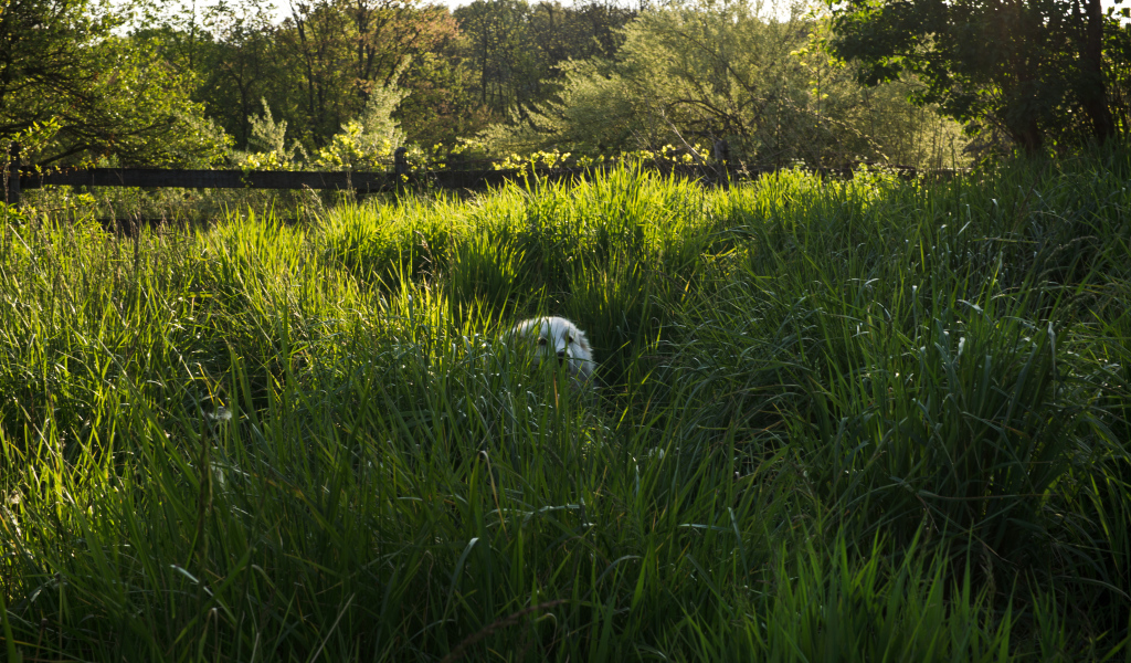 Большая пиренейская собака спряталась в высокой траве