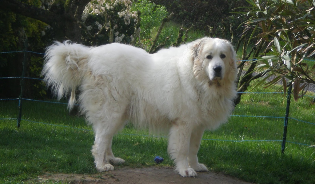 Большая пиренейская собака возле ограды