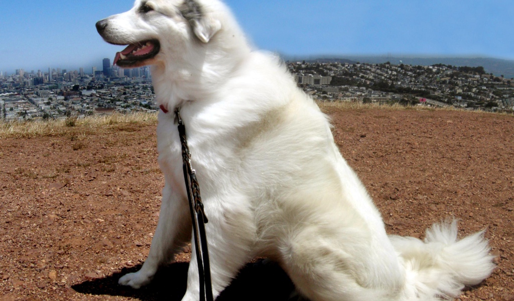 Большая пиренейская собака на фоне города