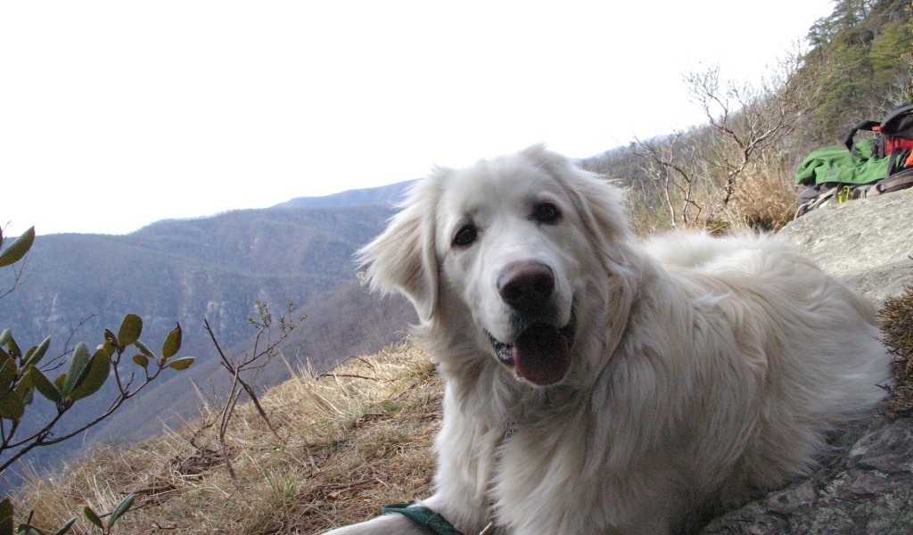 Большая пиренейская собака на холме