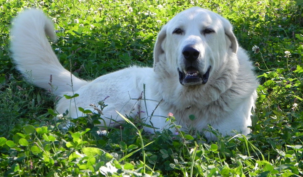 Большая пиренейская собака отдыхает на траве