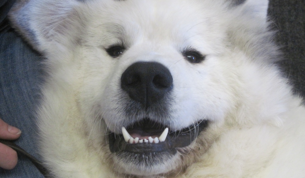 Большая пиренейская собака улыбается