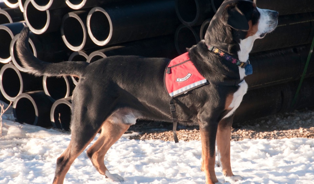 Большой швейцарский зенненхунд на снегу