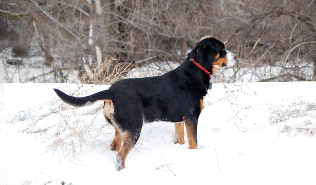 Большой швейцарский зенненхунд зимой