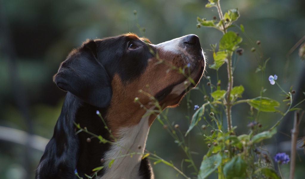 Большой швейцарский зенненхунд смотрит вверх