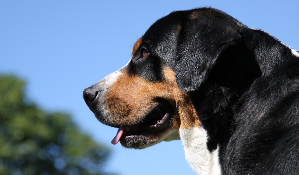Большой швейцарский зенненхунд на фоне неба