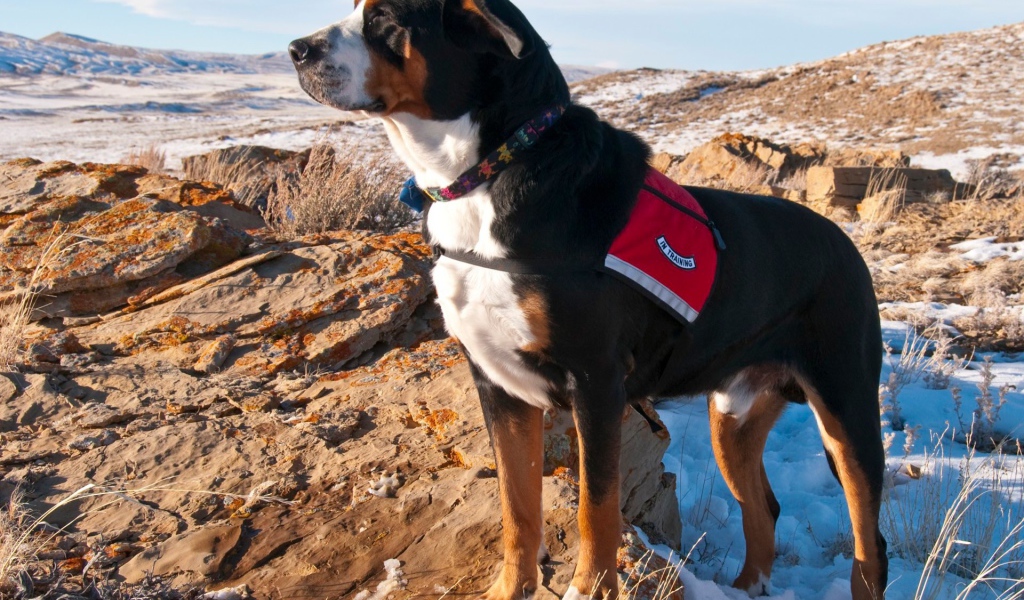 Большой швейцарский зенненхунд на заснеженных скалах