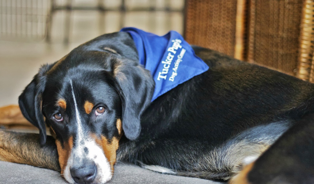 Большой швейцарский зенненхунд отдыхает