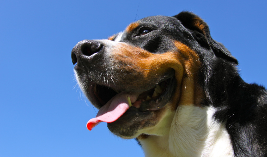 Большой швейцарский зенненхунд улыбается на фоне неба