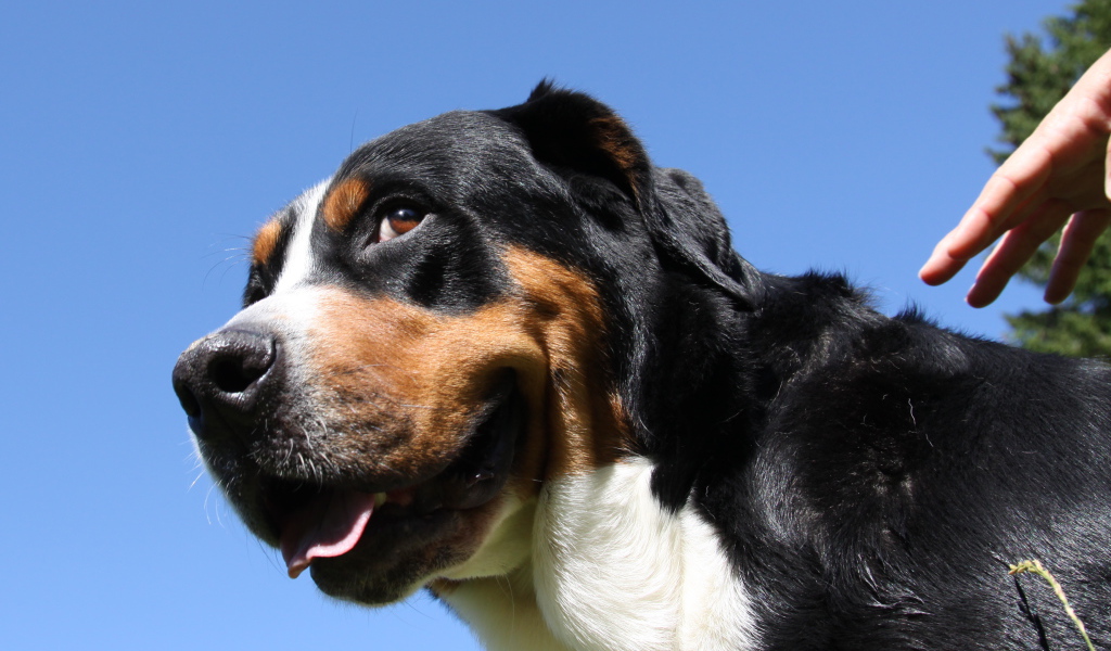 Большой швейцарский зенненхунд смотрит искоса