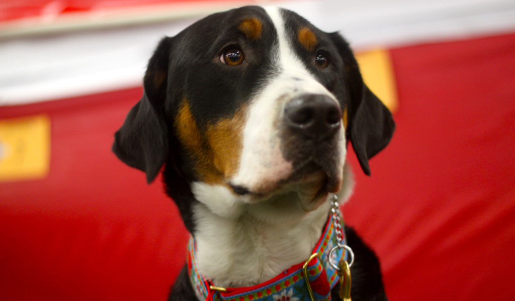 Большой швейцарский зенненхунд с грустными глазами на красном фоне