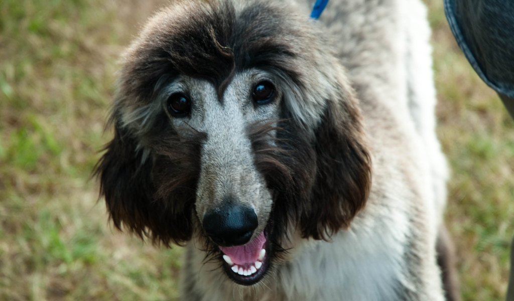 Серая афганская борзая