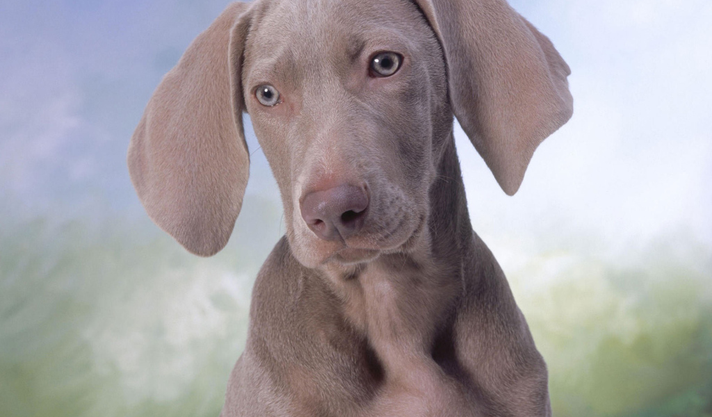 Серый щенок Пойнтер