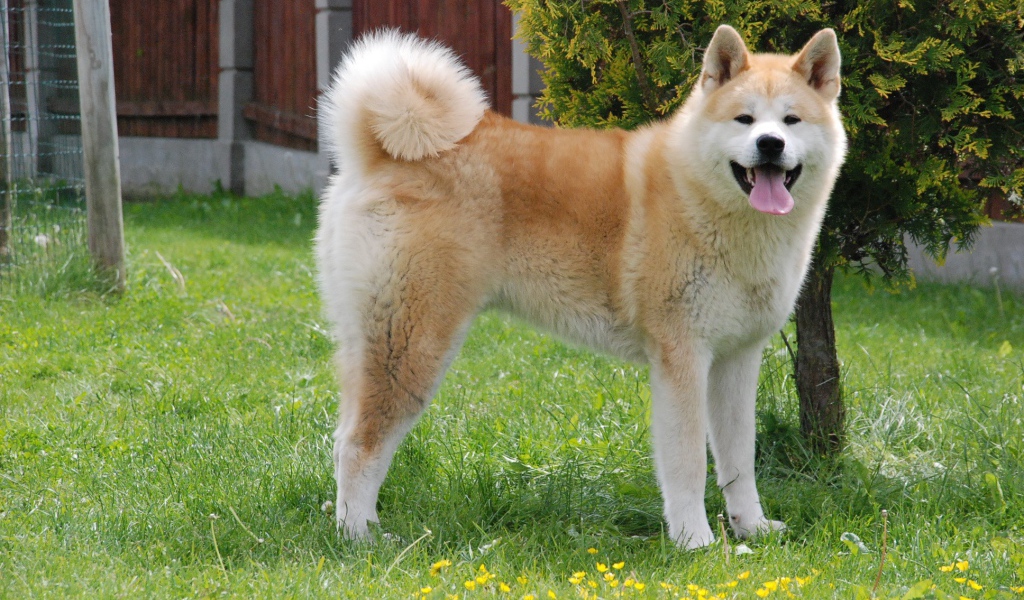 Счастливая акита-ину