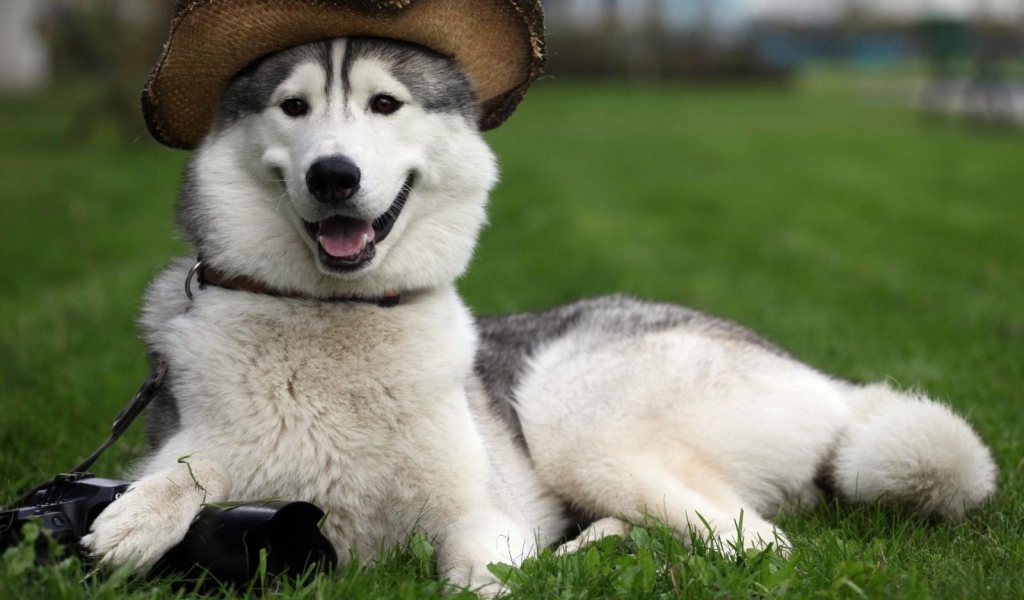 Счастливый аляскинский маламут в шляпе