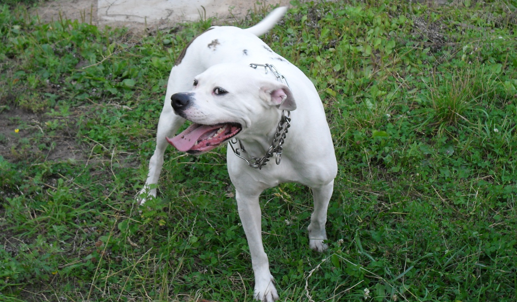 Счастливый американский бульдог