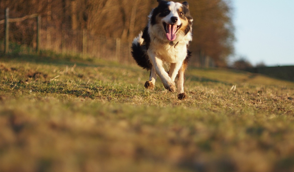 Счастливая австралийская овчарка бежит к хозяину