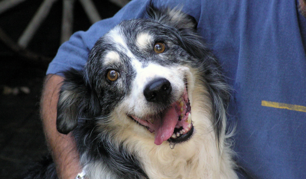 Счастливая австралийская овчарка с хозяином