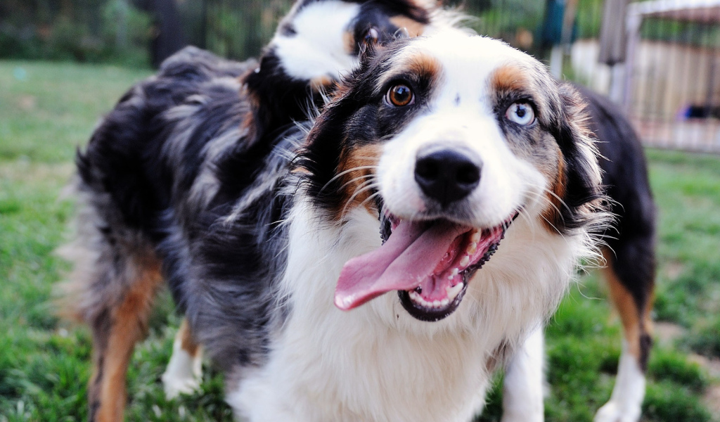 Счастливая австралийская овчарка с разными глазами