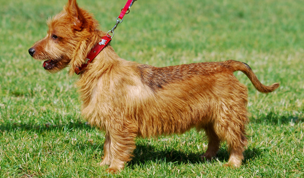 Счастливый австралийский терьер гуляет с хозяином