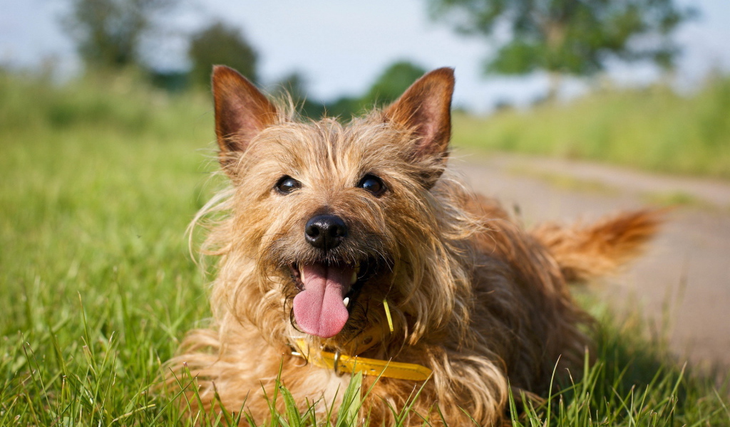 Счастливый австралийский терьер на траве
