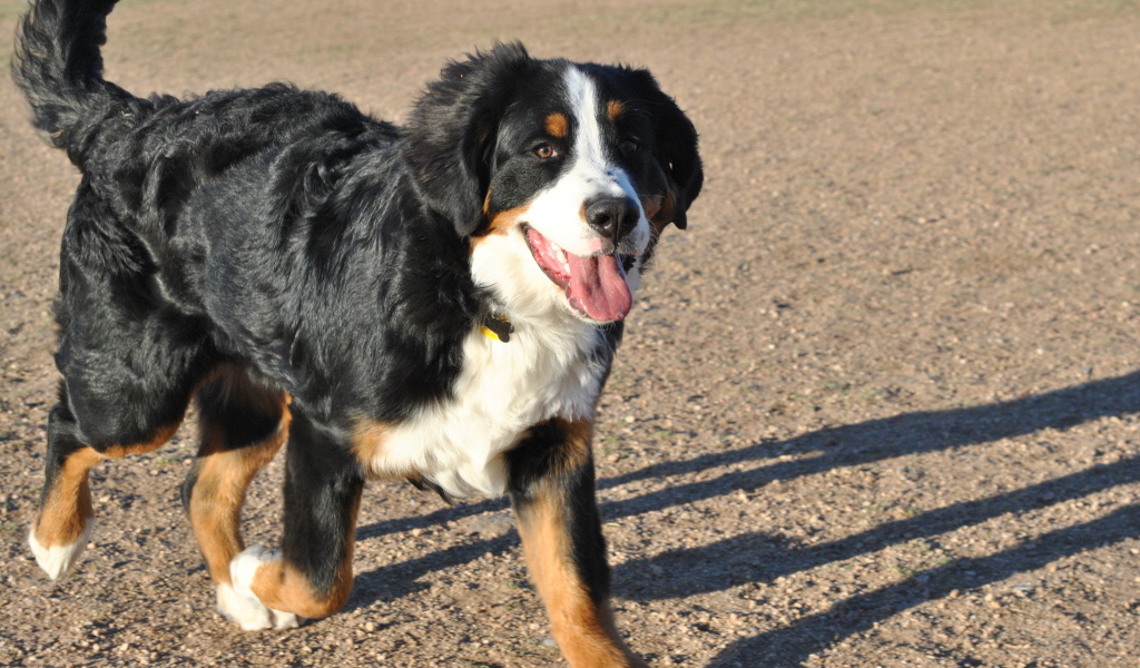 Счастливая бернская пастушья собака