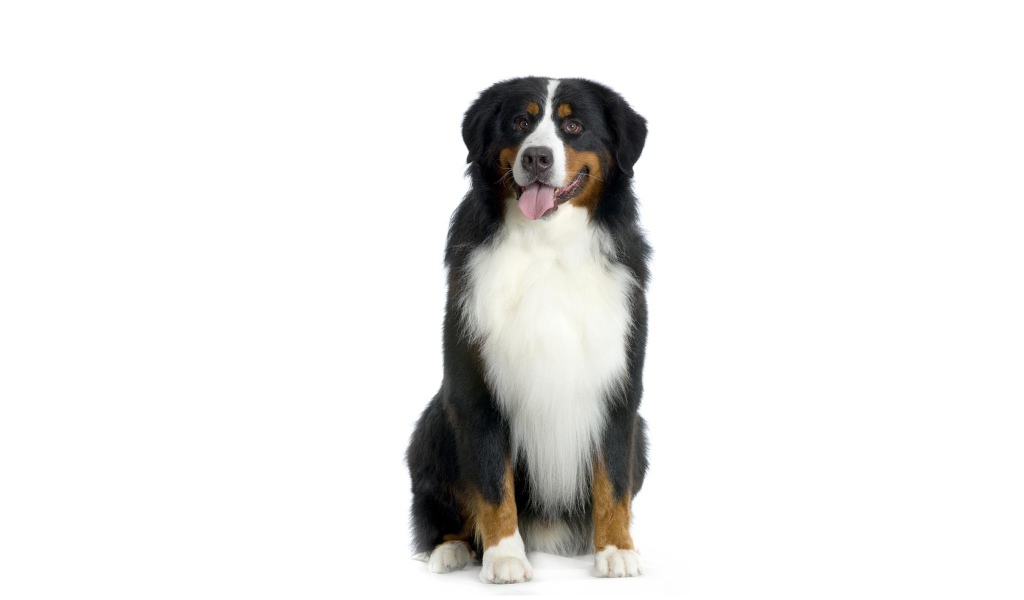 Happy Bernese Mountain Dog on a white background