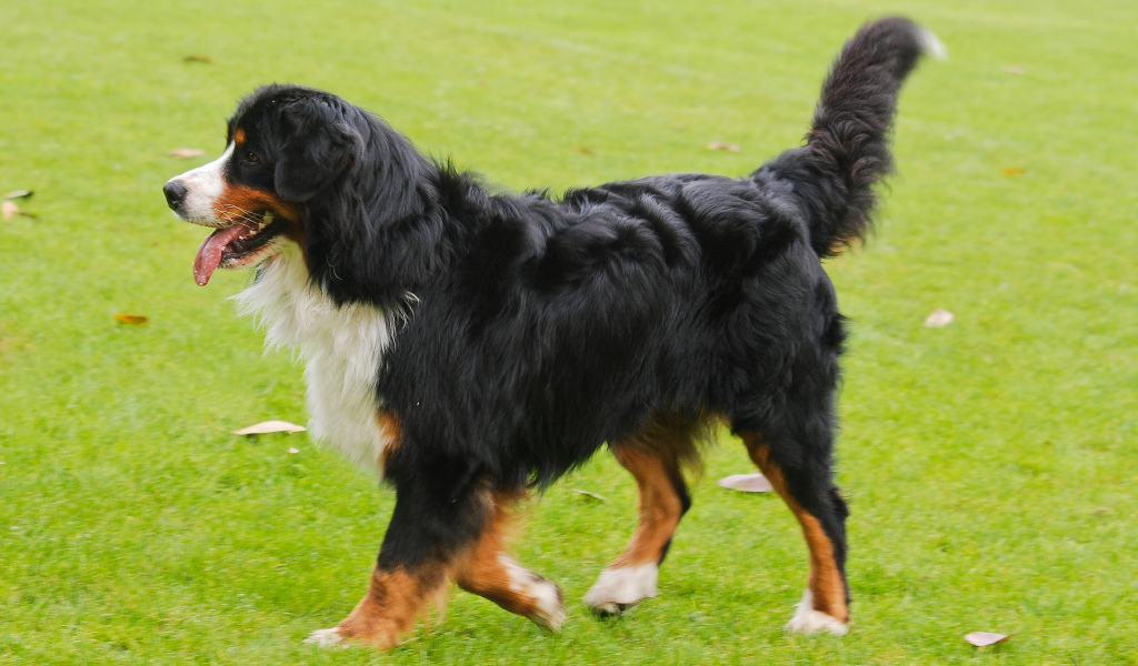 Счастливая бернская пастушья собака бежит по лужайке