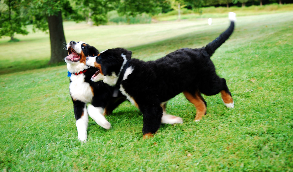 Счастливые щенки бернской пастушьей собаки играют