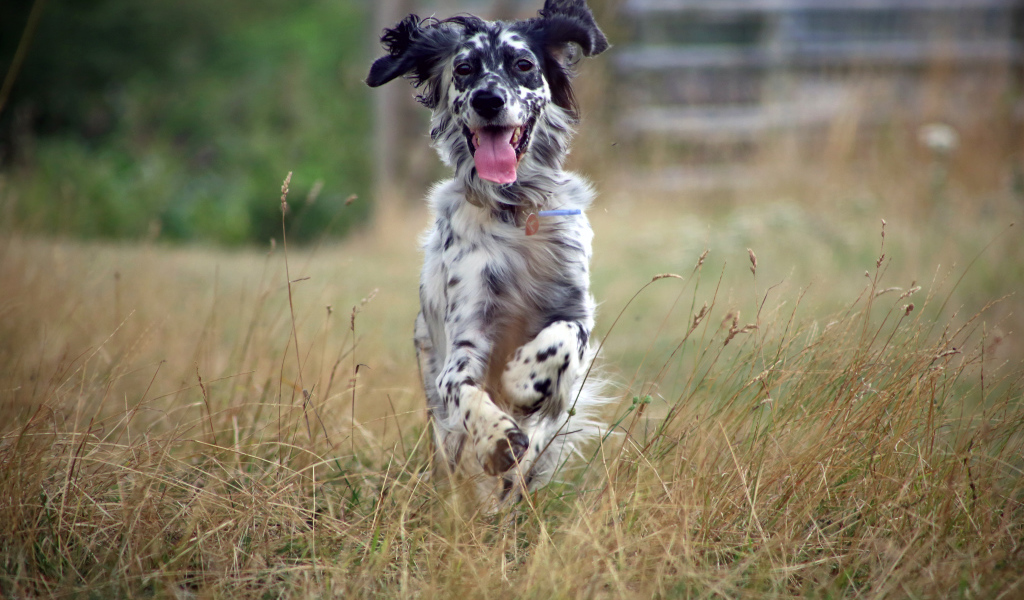 Счастливый английский сеттер бежит по полю